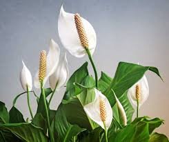 Spathiphyllum (Fleur de lune) : entretien, rempotage, arrosage