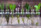 10 plantes qu'on peut faire pousser dans une bouteille d’eau-1