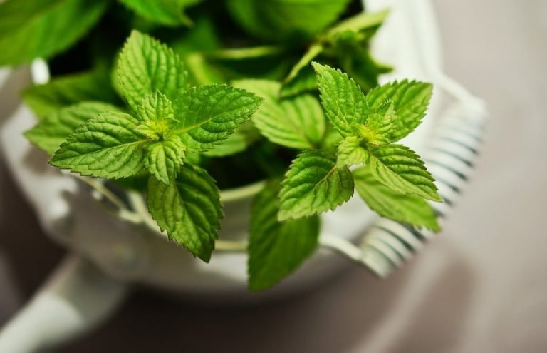 Faire pousser de la menthe poivrée dans une bouteille