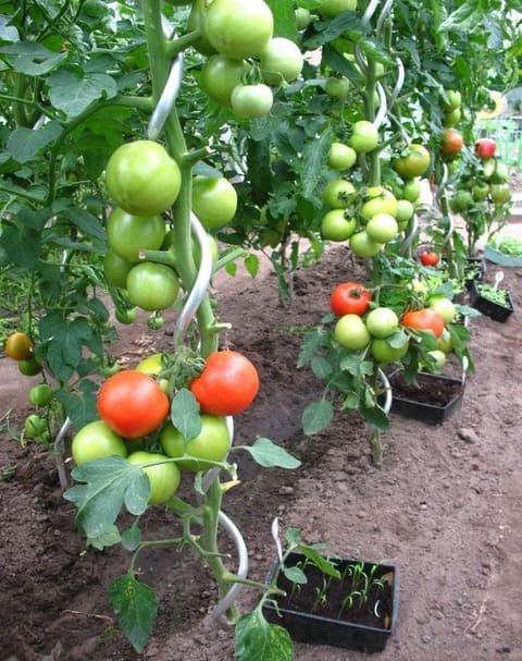 12-Astuces-Pour-Que-Vos-Tomates-Poussent-Parfaitement