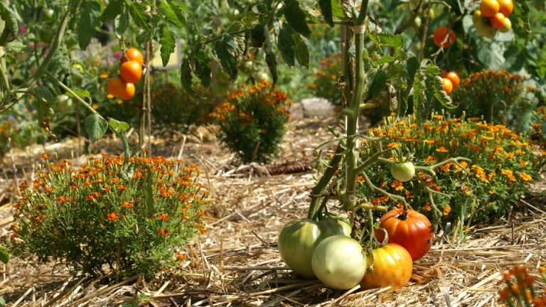 12-Astuces-Pour-Que-Vos-Tomates-Poussent-Parfaitement