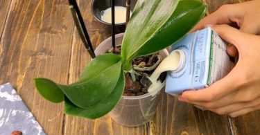 5 étapes certaines pour prendre soin d’une orchidée