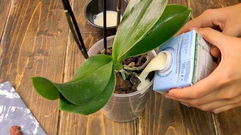 5 étapes certaines pour prendre soin d’une orchidée