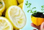 Ne jetez jamais la peau du citron,pour l’utiliser à faire pousser un citronnier-1