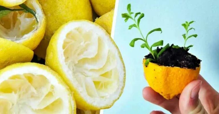 Ne jetez jamais la peau du citron,pour l’utiliser à faire pousser un citronnier-1