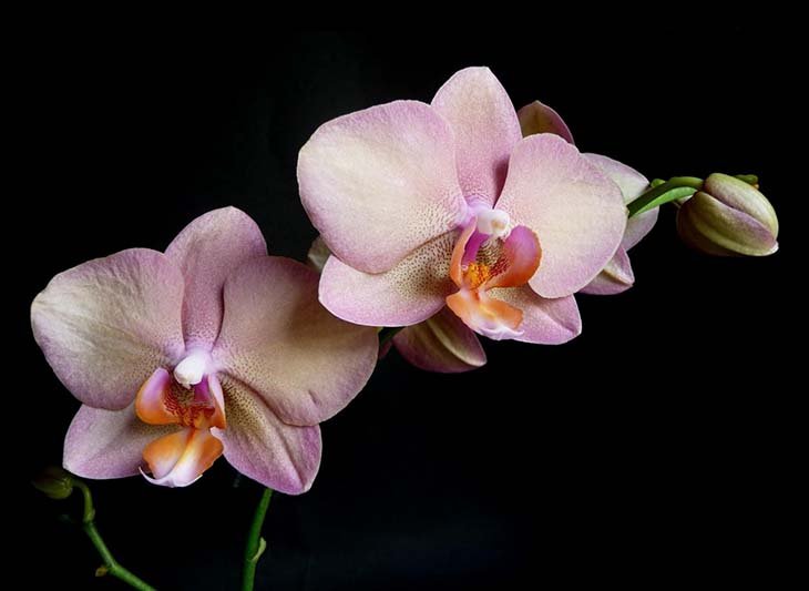 Orchidée phalaenopsis – Source : spm