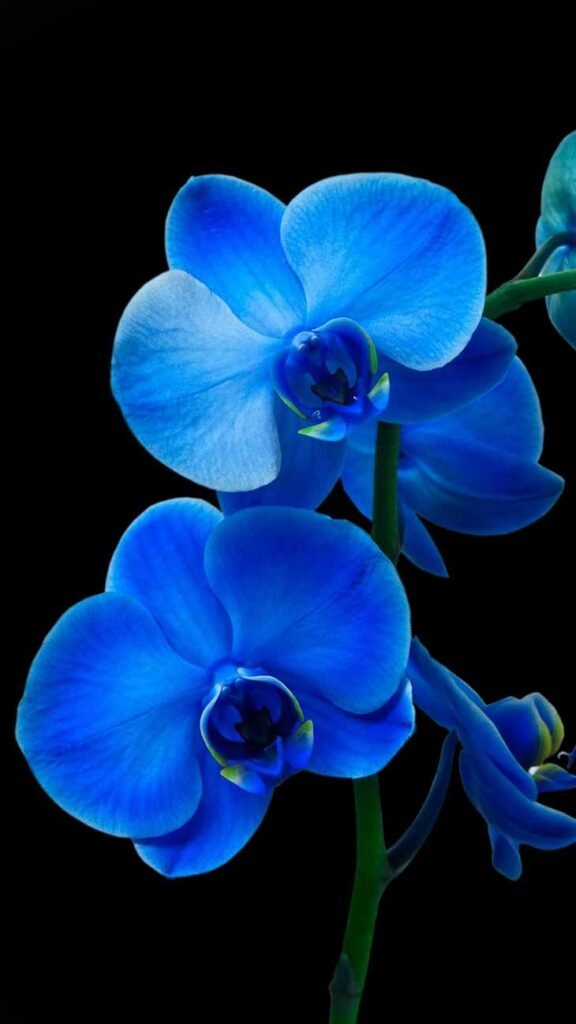 Orchidée bleue – Source : spm