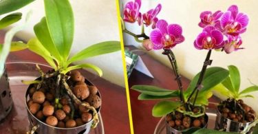 5 actions pour entretenir les orchidées et les conserver des années