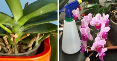 5 techniques Simples mais Efficaces Pour Les faire Renaître les Orchidées