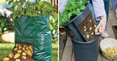 Savez-vous comment cultiver des pommes de terre en appartement