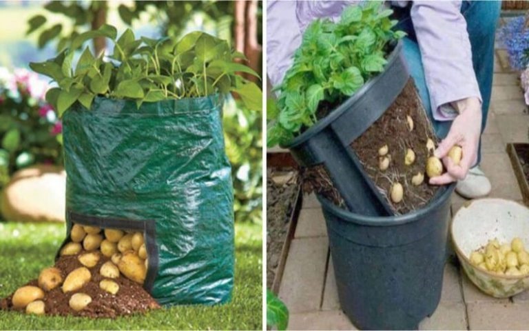 Savez-vous comment cultiver des pommes de terre en appartement